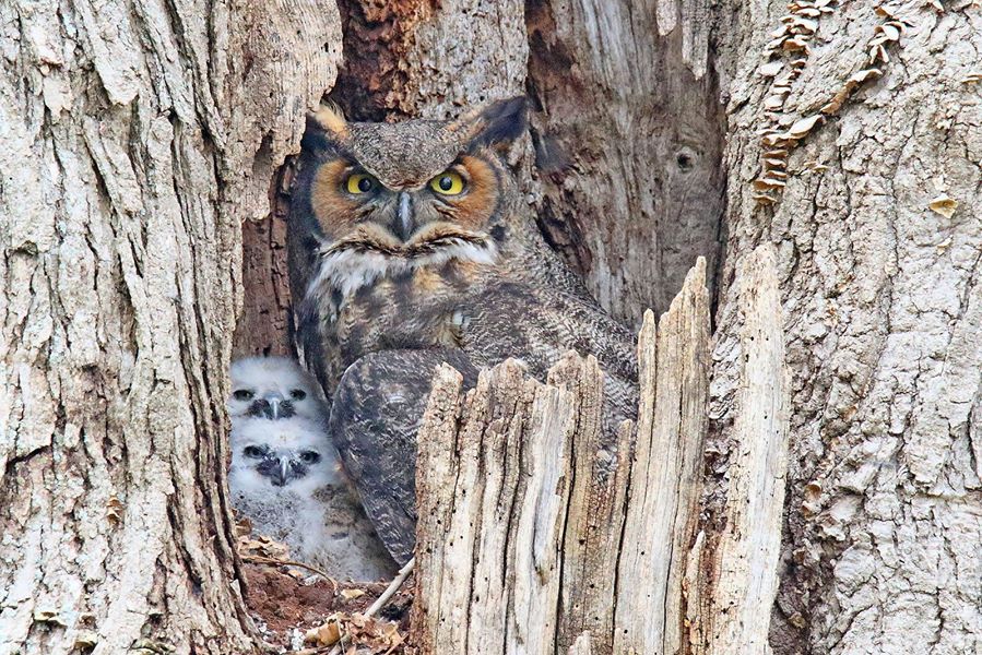 Babies on board! Some great horned owl nests are starting to feel a little more crowded. Great horned owls typically lay 1-4 eggs and incubate them for about 30 days. Young remain in the nest for about 42 days before fledging.

📷 courtesy of Gordon Garcia