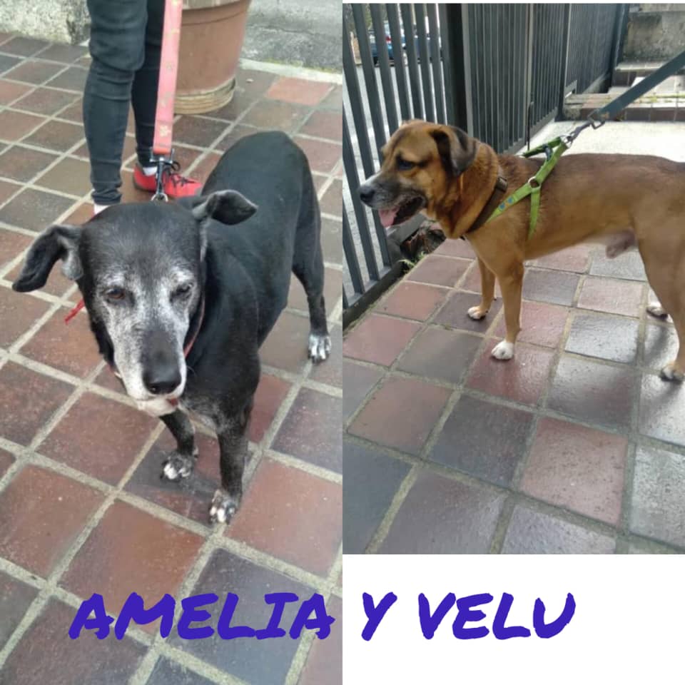 apoyocanino's tweet photo. Caso triste, 2 perritos de 11 y 7 años están huérfanos porque murió su papá, que los rescató y los amó, son inseparables,  nos piden ayuda para  encontrar hogar temporal #Caracas o alrededores ya q vivían  en una casa donde ya no podrán estar
Familia pagará la comida
0424-2779774 https://t.co/OA9N9jXDyl