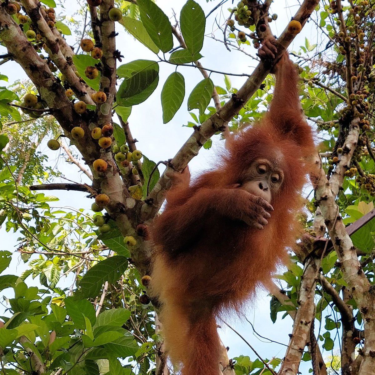 indiratendi's tweet photo. Ini namanya program Sekolah Hutan (Forest School).

Orangutan dilepaskan ke hutan dari pagi hingga sore hari, didampingi oleh animal keeper dan biologist.

Orangutan bebas mengeksplor hutan, mulai dari memanjat, berayun, memakan buah dan daun, membuat sarang untuk tidur, dll. https://t.co/vXc8Aqiq6v