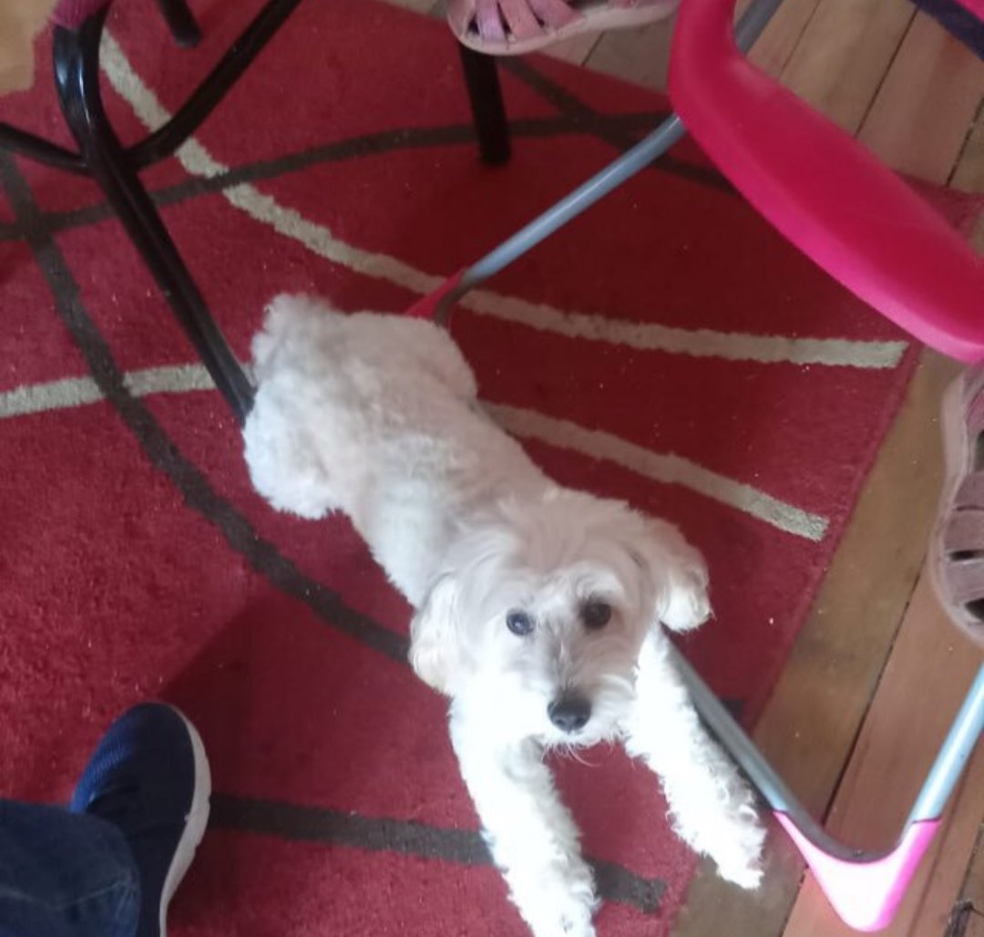 FranSNK's tweet photo. Urgente RT se busca este perrito poodle. Se perdió en #recoleta pero puede estar en cualquier comuna de la #regionmetropolitana Tiene problemas en sus encías por lo que requiere cuidado de ello a diario. Si le ve, retener y llamar al +56974006347 #chile #santiago #ContigoCHV https://t.co/JkQiJqdHn3