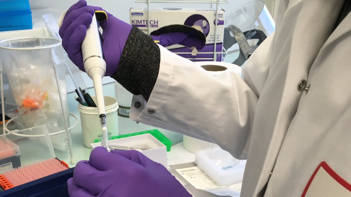 EPGV_INRAE's tweet photo. 🧬🧬Ongoing run ! 🧬🧬
Testing the newly release PE150 kit from @MGI_Technology for @GeT_Genotoul.
Efficiently sequencing bovine🐮 (a first time for EPGV 😎 ! ) and maize samples from the #SeqOccIn project.
A great collaboration between @INRAE_Genomics platforms ! https://t.co/ZlRUmqNvkn