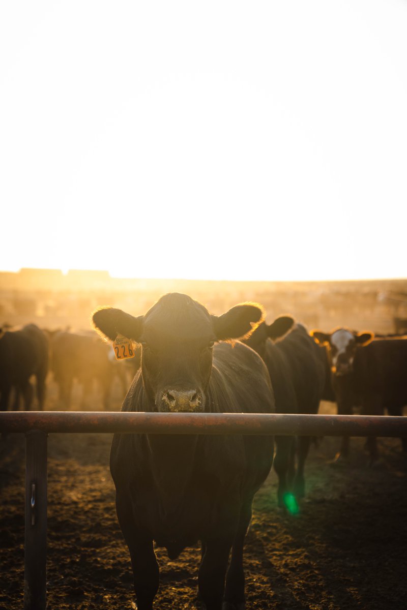 Consumers all over the world want access to U.S. beef because it's delicious, safe and wholesome. That global demand benefits producers throughout the supply chain. In fact, U.S. beef exports add an additional $407 in value per head.