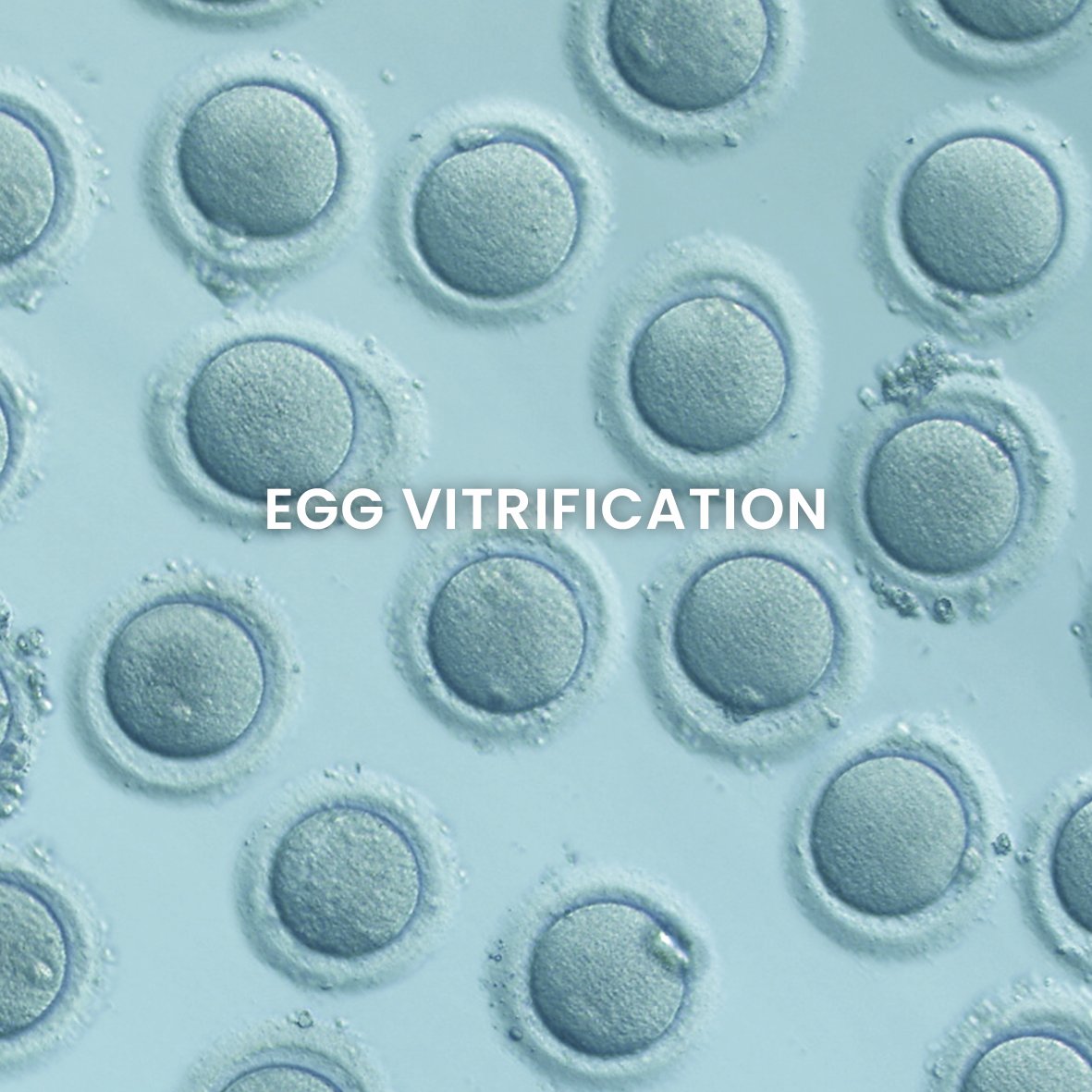 OvobankID's tweet image. #Eggvitrification is the most effective form of egg freezing and gives the highest survival rates to date. 

Find out more about the egg freezing process: 
👉ovobankid.com/vitrification/

#eggdonors #eggdonation #intendedparents #family  #eggbank #donoreggs #donoreggivf #OvobankID