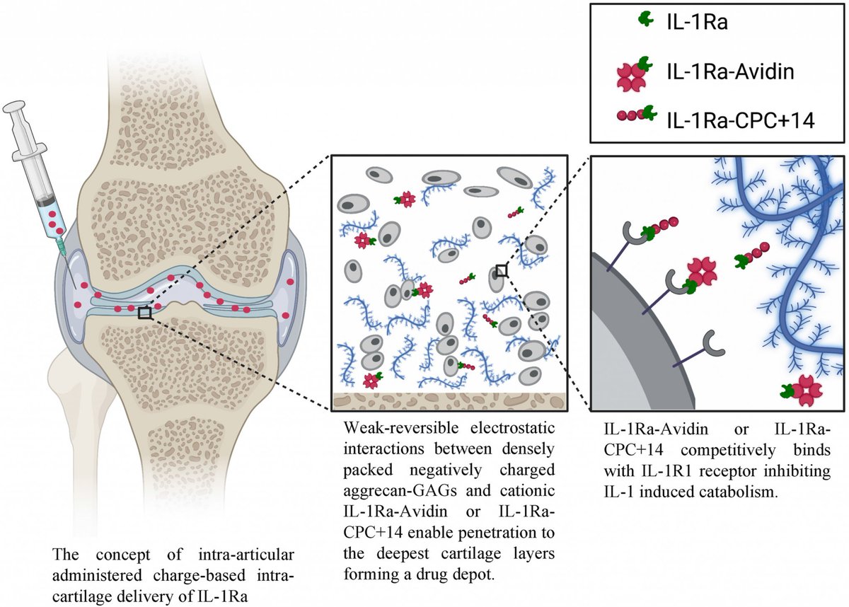 Last month we published an article exploring the use of combining IL-1Ra with cationic drug delivery carriers for post-traumatic osteoarthritis. Our work demonstrates that electrically charged IL-1Ra is more effective than neutral IL-1Ra in repairing cartilage.