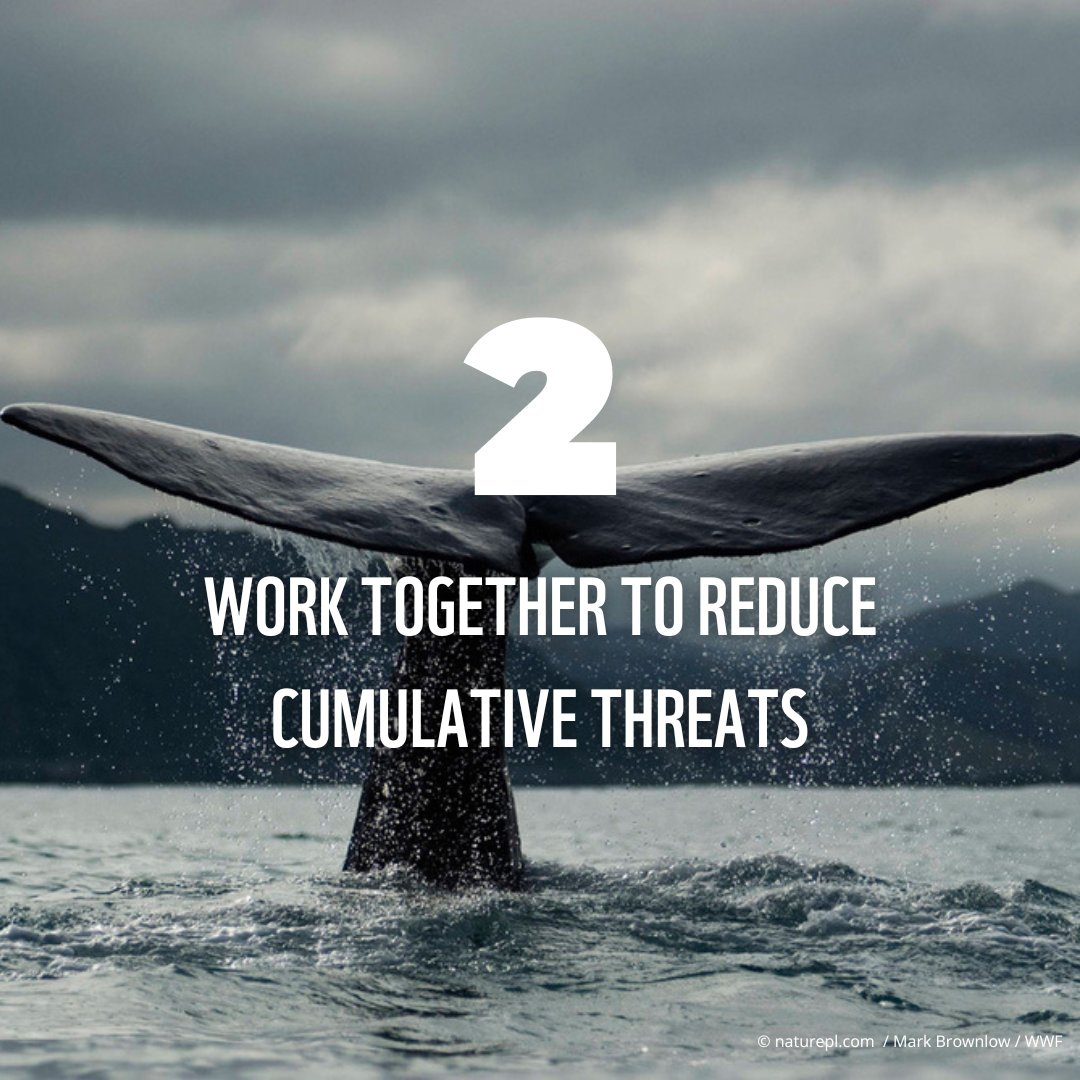 WWF Whales & Dolphins on Twitter: "📢 We have strategies to better