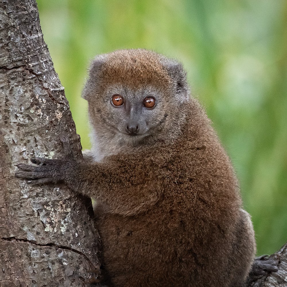 TheDurrellChall's tweet photo. ⭐️ Will you be a Conservation Hero Fundraiser? ⭐️ 
  
🏃 Help Durrell to rewild our world. If you raise over £300, you’ll receive extra goodies in your race pack!  
  
👉https://t.co/OH4iWCgHRS 
  
💚 Thanks to event sponsor 
@Butterfield_CI &amp; event partner @3DEvents_ https://t.co/gweG7cGbga