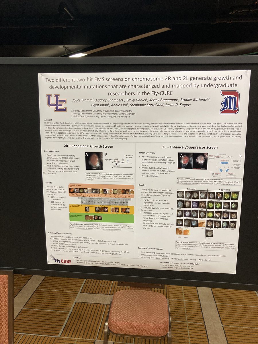 Good morning #Dros23 this afternoon <a href="/joyceccstamm/">Joyce</a> and I will be presenting poster 721F describing the genetic screens involved with Fly-CURR