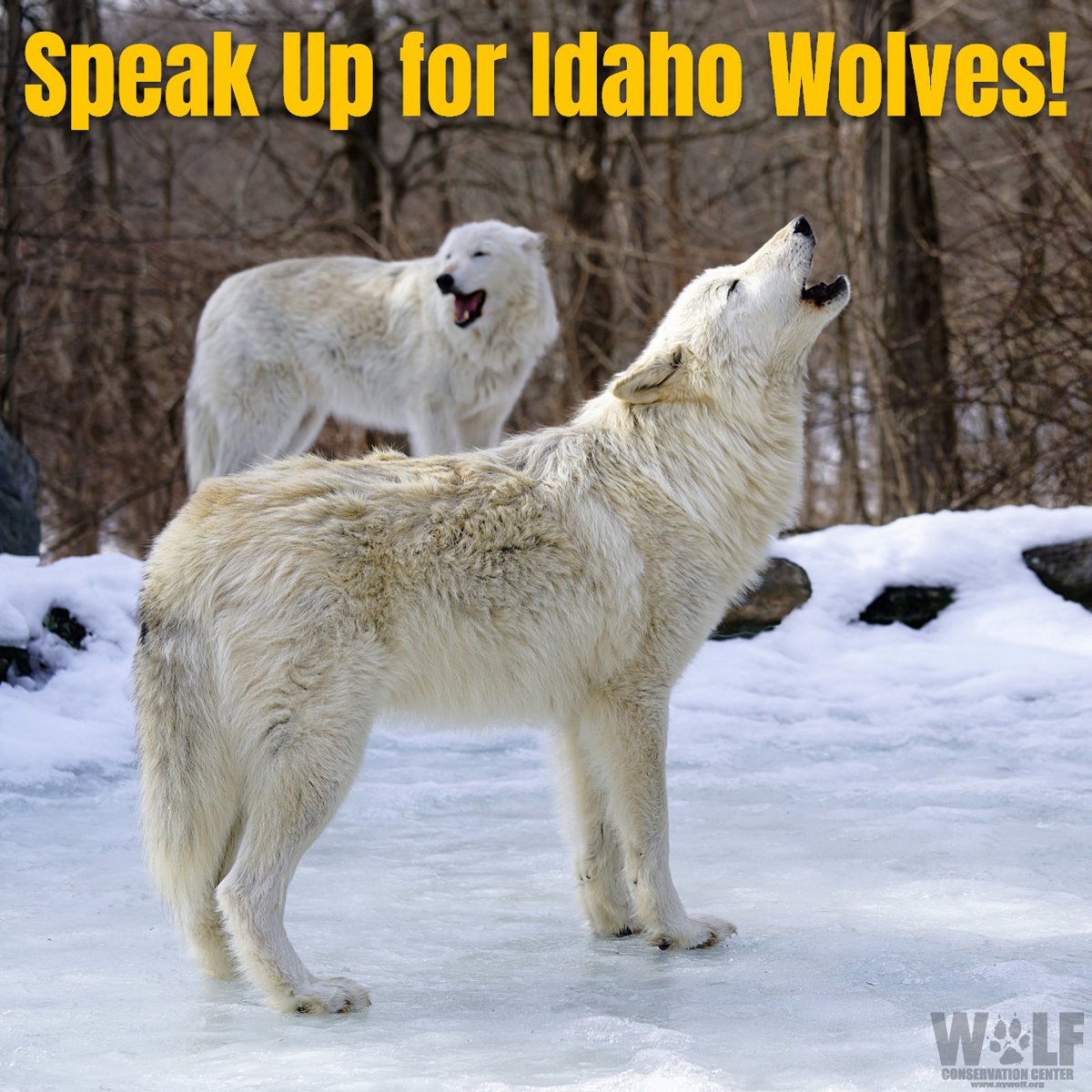 Wolf Conservation Center (@nywolforg) / Twitter