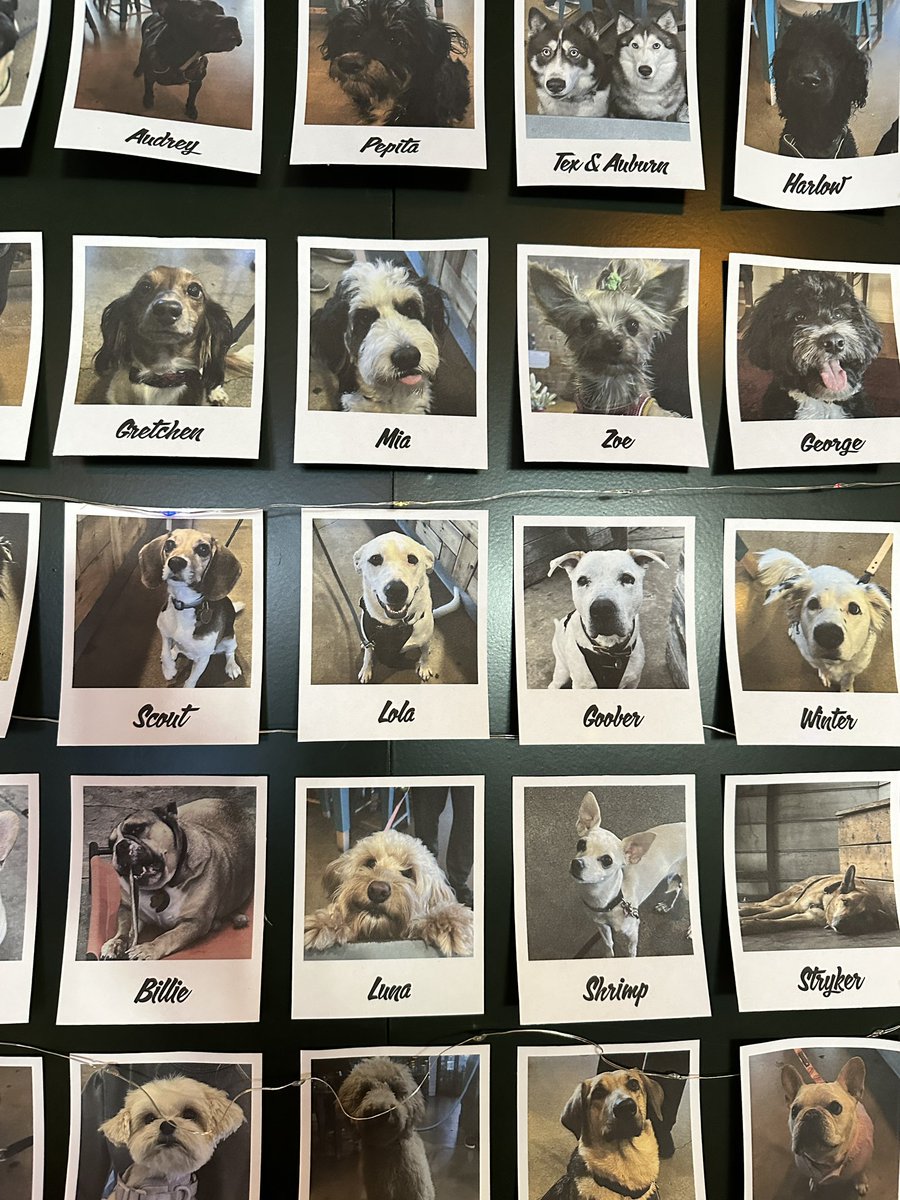 sarahhepola's tweet photo. Just saw this darling display of dogs who frequent the Dallas location of @HoundstoothATX but then learned cats are not allowed in the store (health inspector rule), and now I have my life’s mission. #justicefortabbies #catsarepeopletoo https://t.co/iAMPMObBwd