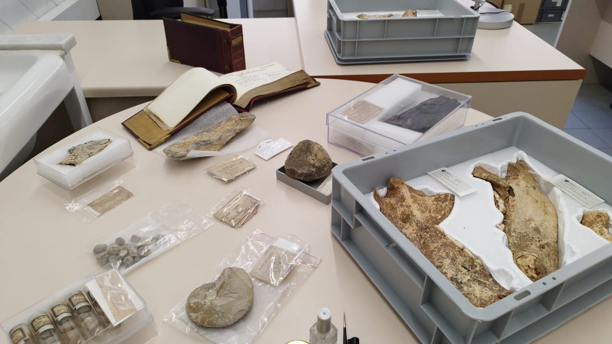 MCNBgeologia's tweet photo. El departament de paleontologia fa els últims retocs per al #InMuseu 2023! #forams #Fossil @bcncultura #paleontologia https://t.co/vBprKmIc6m