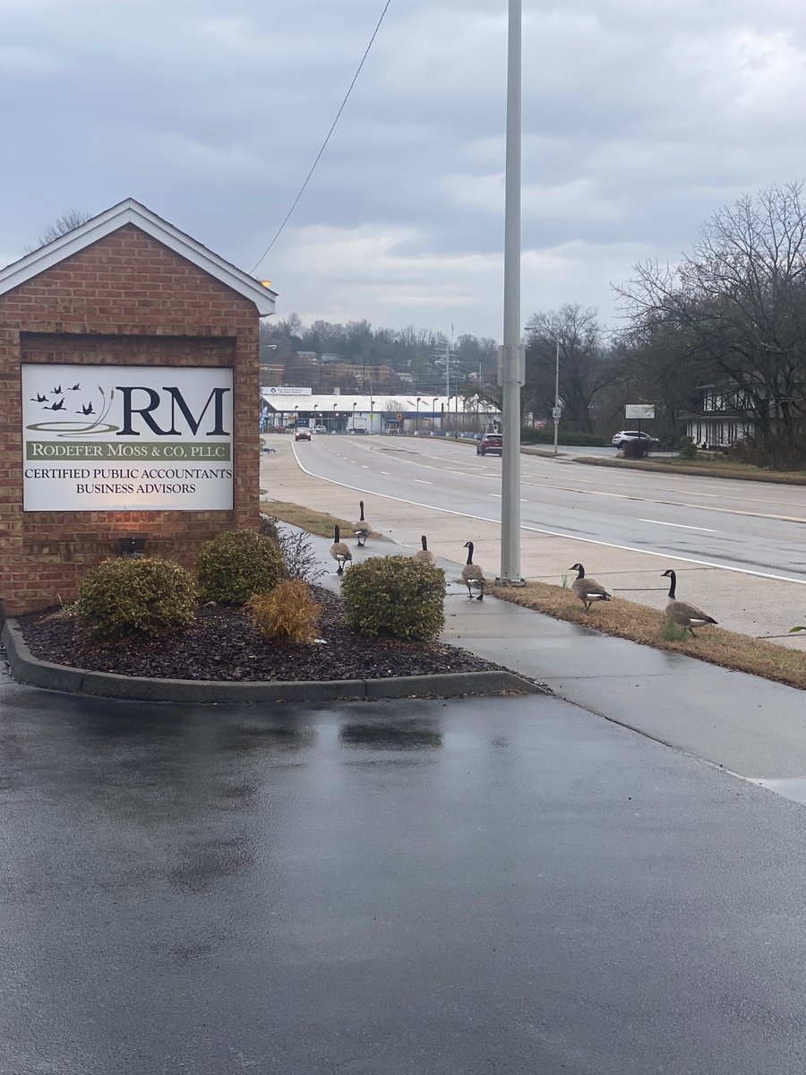 rodefermoss's tweet photo. We always get egg-cited to see geese visiting our offices 😉 These magnificent creatures are always a nice reminder of the teamwork, leadership and supportive environment that RM's foundation was built upon.

#Kingsport #RodeferMossRocks #Flocktogether https://t.co/R6neJZNEog
