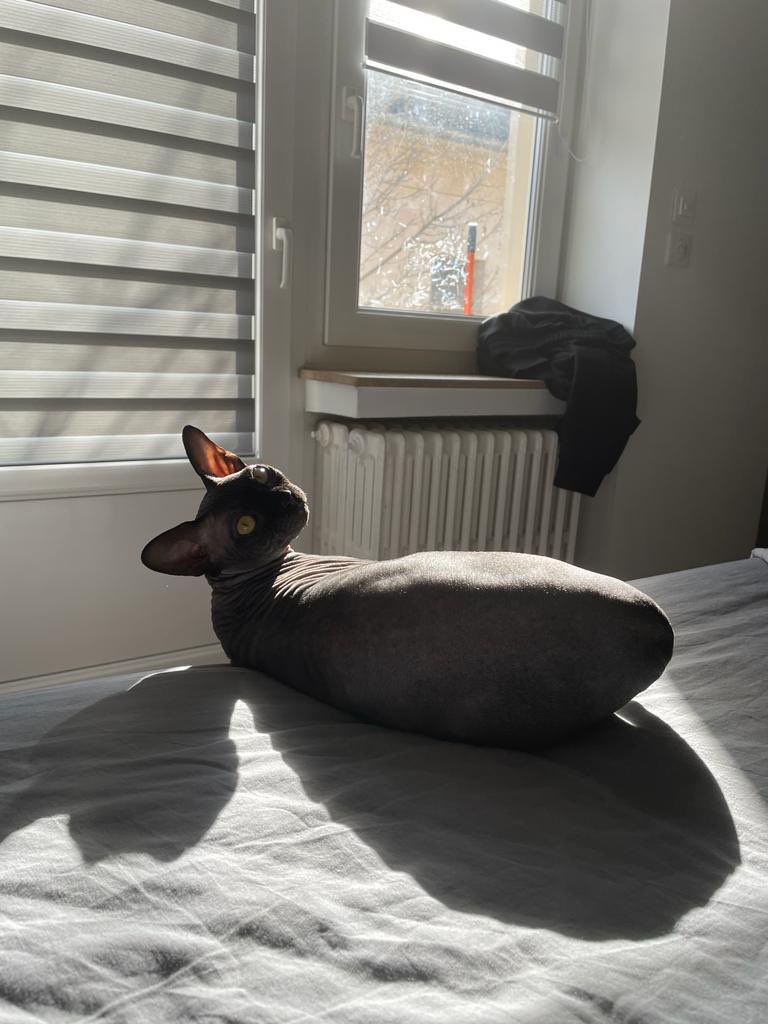 Anissa_chr's tweet photo. Tiny monstre souffle sa première bougie aujourd’hui 🎂🐈‍⬛ https://t.co/3W8BMELQ1W