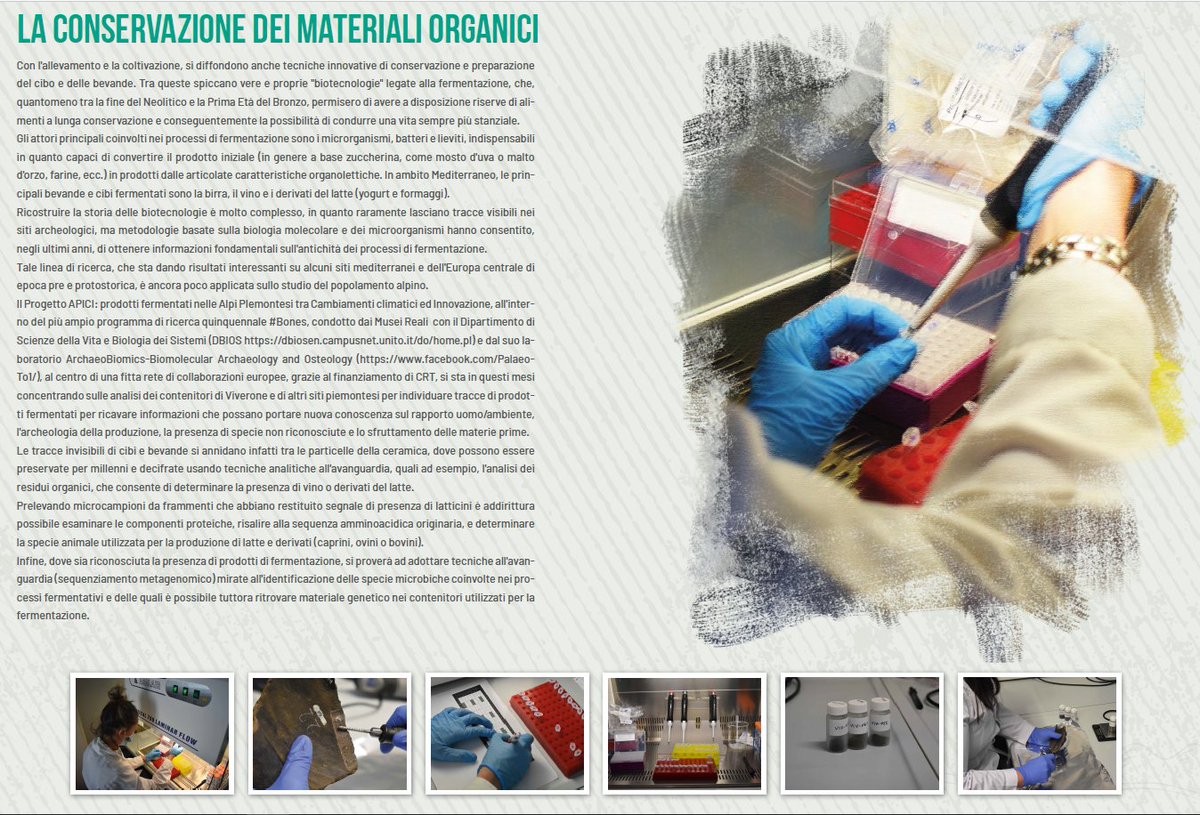 PalaeoTo1's tweet photo. #progettoAPICI #fondazionecrt #museirealitorino #unito #dbios @MuseiRealiTo @PalaeoTo1
ArchaeObiomics team&Biomolecular Archaeology VIVERE SULL’ACQUA, temporary exhibition MRT https://t.co/TeTbKdDW9d
