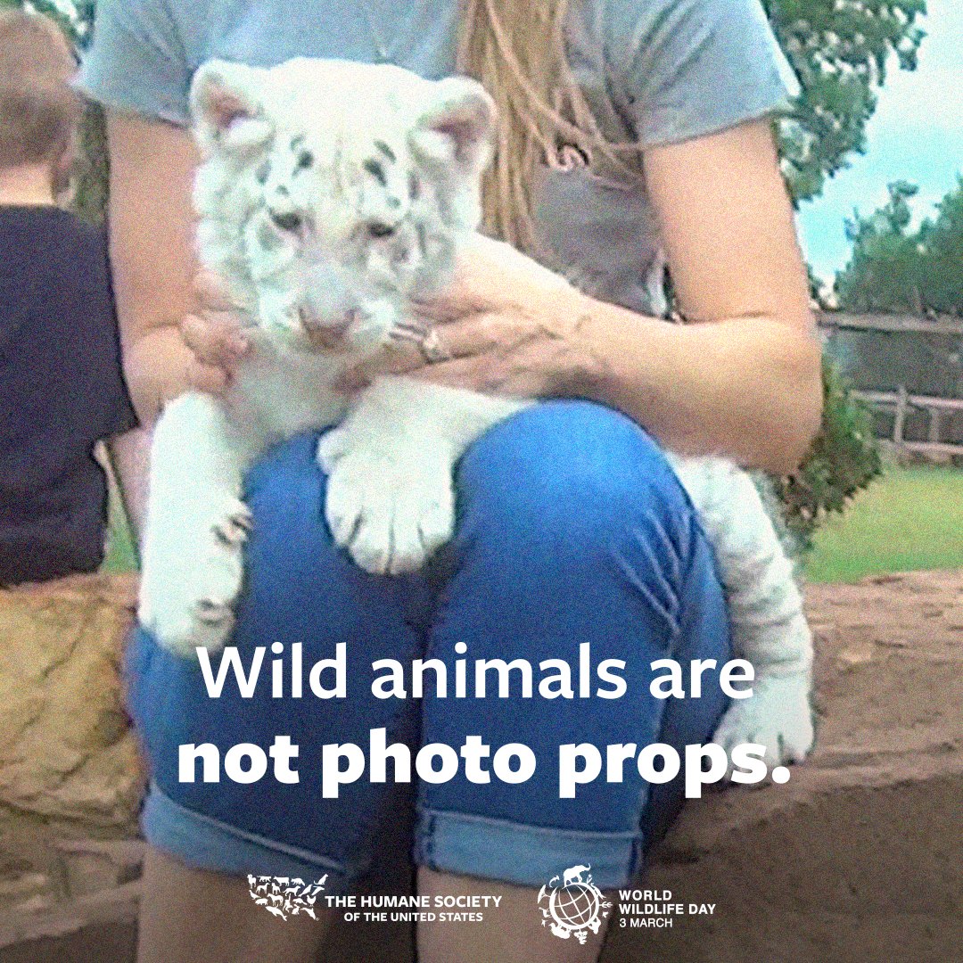 There’s nothing cute about exploiting wildlife. 

This #WorldWildlifeDay (and every day!) say NO to cruel attractions that offer direct interactions with wild animals.

Wildlife belongs in the wild, NOT in captivity being used for selfies or entertainment. ❌✋🐯