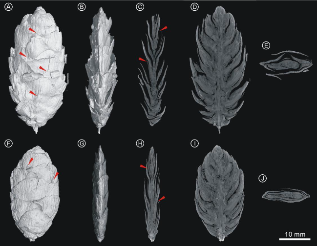 AsiaPaleofloras's tweet photo. Exceptionally well-preserved #seed #cones of a new #fossil #species of #hemlock, #Tsuga weichangensis sp. nov. (#Pinaceae), from the Lower #Miocene of #Hebei Province, North #China
https://t.co/R9lEguIxqr https://t.co/NIglFh5PFn
