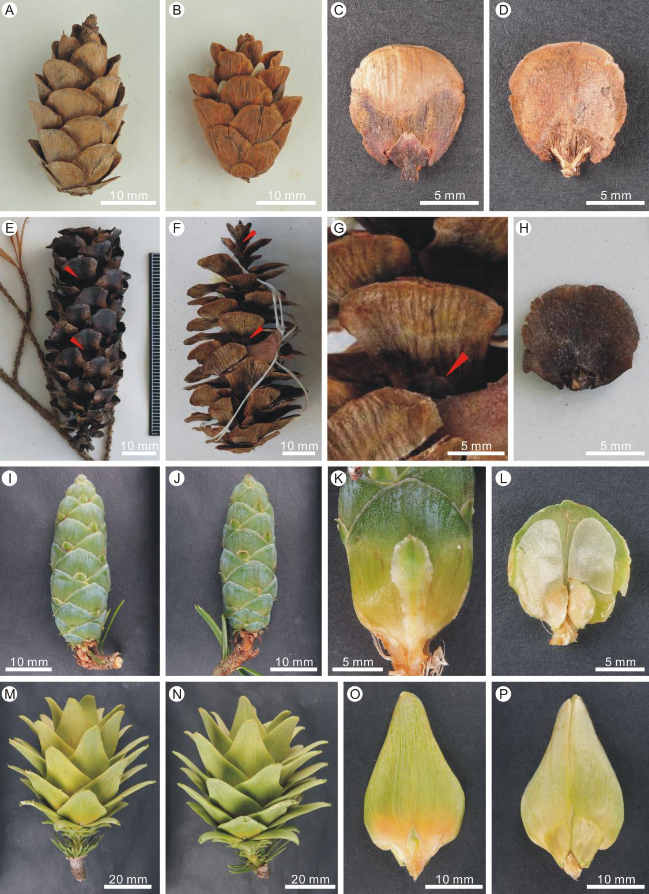 AsiaPaleofloras's tweet photo. Exceptionally well-preserved #seed #cones of a new #fossil #species of #hemlock, #Tsuga weichangensis sp. nov. (#Pinaceae), from the Lower #Miocene of #Hebei Province, North #China
https://t.co/R9lEguIxqr https://t.co/NIglFh5PFn