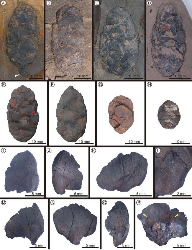 AsiaPaleofloras's tweet photo. Exceptionally well-preserved #seed #cones of a new #fossil #species of #hemlock, #Tsuga weichangensis sp. nov. (#Pinaceae), from the Lower #Miocene of #Hebei Province, North #China
https://t.co/R9lEguIxqr https://t.co/NIglFh5PFn