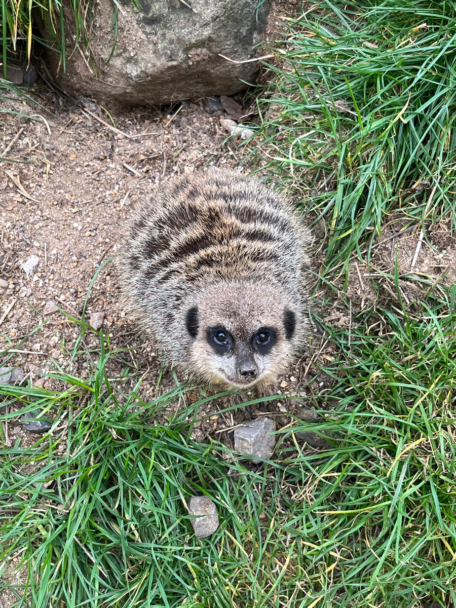 chi_stemgems's tweet photo. Happy World Wildlife Day! In celebration, here's some amazing images some of our students' captured on a recent trip to Marwell Zoo @Marwellwildlife #WorldWildlifeDay https://t.co/N6BVWXAzDU