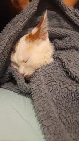 Bu kedi Malatya depreminde evde 10 gün yalniz kalmiş.sonra aile Istanbula yurda yerleşmiş. 
Kediyi arkadaşlarinin evine koymuşlar
Evdeki kedilerden dolayı strese girmiş
Günlerce tuvaletini yapmamiş veteriner stresten demiş
Aile duzenini kurana kdr bu kediye sakin bir ev araniyor