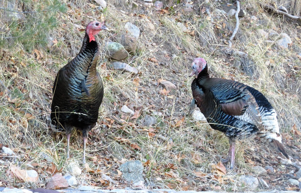 BaileyIambaile2's tweet photo. #nature #naturelovers #Birds #IndiAves #Two2Tango
2 Wild Turkeys in Ramsey Canyon, AZ. They will be a while yet! https://t.co/wj8GEycm07