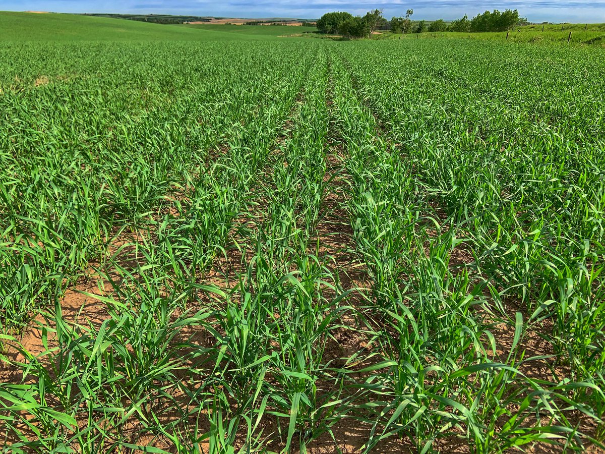 John Kowalchuk🧢 tweet media