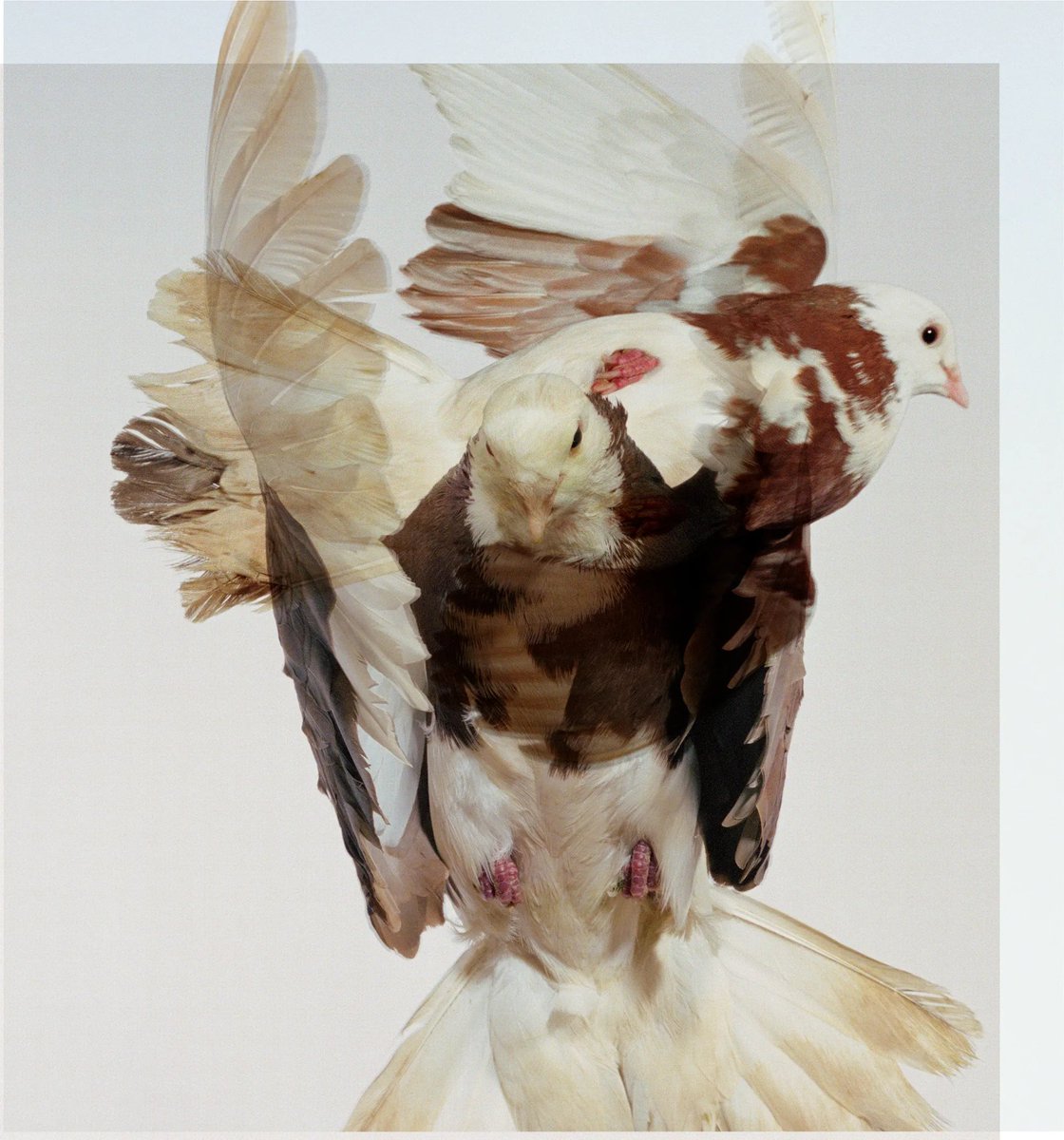 Jenny Metaverse DAO (@jennymetaverse) on Twitter photo 📷 THROWBACK FRIDAY
🐦 22 Pigeons #11 by <a href="/EthridgeRoe/">roe ethridge</a>
🖼 Roe Ethridge is a leading figure in contemporary photography today, with a broad exhibition history that includes elite institutions such as the <a href="/MuseumModernArt/">MoMA The Museum of Modern Art</a> and the <a href="/whitneymuseum/">Whitney Museum</a> 📷 THROWBACK FRIDAY
🐦 22 Pigeons #11 by <a href="/EthridgeRoe/">roe ethridge</a>
🖼 Roe Ethridge is a leading figure in contemporary photography today, with a broad exhibition history that includes elite institutions such as the <a href="/MuseumModernArt/">MoMA The Museum of Modern Art</a> and the <a href="/whitneymuseum/">Whitney Museum</a>