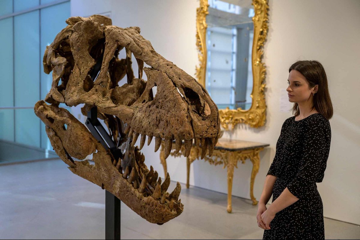 Dinosaur skulls had large holes or “windows” that made their skulls lighter. Some of the largest skulls were as long as a car.  

Source - Internet