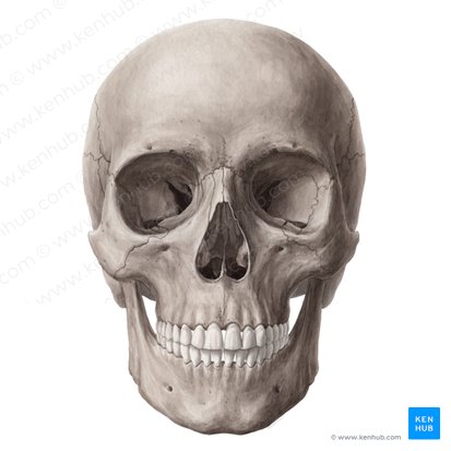 loversskull3's tweet photo. #SkullyFlow #SKULLPANDA https://t.co/nLoorujQo5