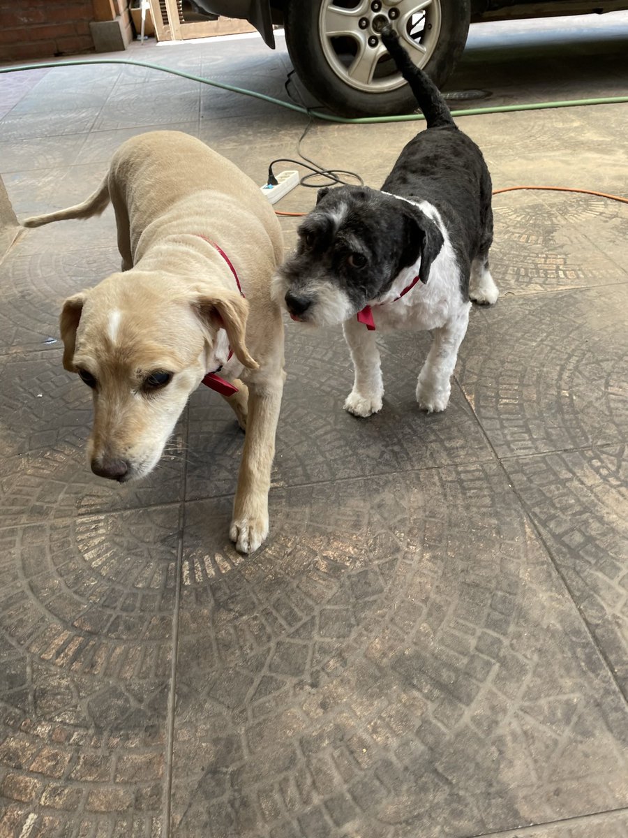 infozeus's tweet photo. Urgente, perritos perdidos: se escaparon anoche desde la casa de mis papás en el sector del Paradero 16 de Vicuña Mackenna (Perpetua Freire) en La Florida. Responden a los nombres de Eddie y Lucas. Por favor RT por si alguien los ha visto https://t.co/tMISrrJyGa