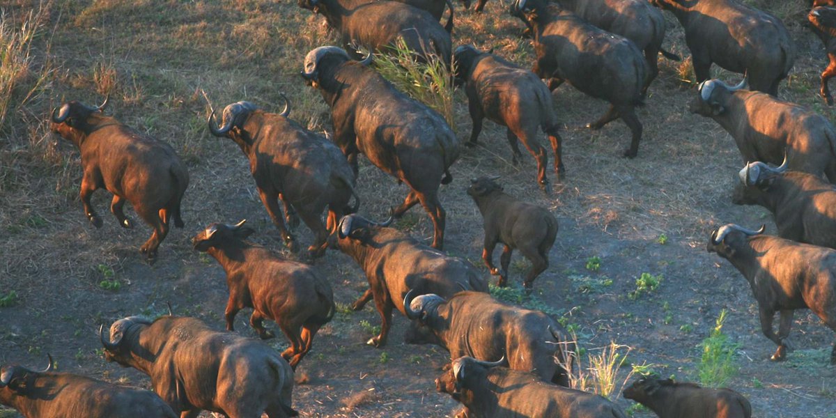 Our wildlife reintroduction program began in 2006 with 54 buffalo from Kruger National Park in South Africa.

#WorldWildlifeDay2023 #Gorongosa #Kruger #SouthAfrica #Africa #PartnershipsforConservation

Photo-Paul Kerrigan