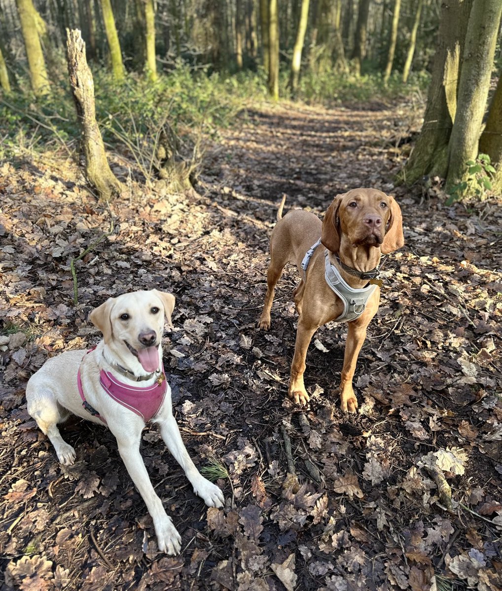 MitchellPheby's tweet photo. @NiallHarbison Aries and Dart 🐶🐶 https://t.co/SKO2e8zYw6