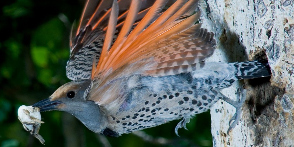 SDNHM's tweet image. Happy #WorldWildlifeDay!  
Without them, there is no us. 🐾  
They are why we come to work every day. 🏛️  
They are what make our planet thrive. 🌎  

At The Nat, we’re #HereForNature every day. Wanna know what we’re doing to protect #wildlife? See below:
ow.ly/B6RQ50N7xxE