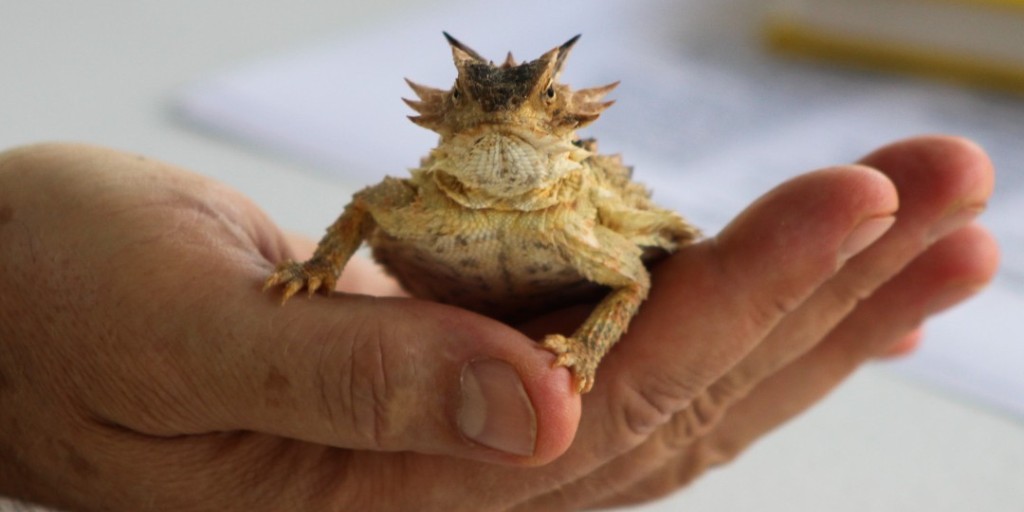 SDNHM's tweet image. Happy #WorldWildlifeDay!  
Without them, there is no us. 🐾  
They are why we come to work every day. 🏛️  
They are what make our planet thrive. 🌎  

At The Nat, we’re #HereForNature every day. Wanna know what we’re doing to protect #wildlife? See below:
ow.ly/B6RQ50N7xxE