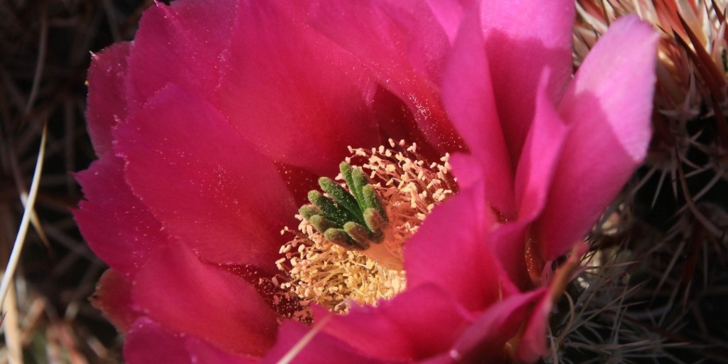 SDNHM's tweet image. Happy #WorldWildlifeDay!  
Without them, there is no us. 🐾  
They are why we come to work every day. 🏛️  
They are what make our planet thrive. 🌎  

At The Nat, we’re #HereForNature every day. Wanna know what we’re doing to protect #wildlife? See below:
ow.ly/B6RQ50N7xxE