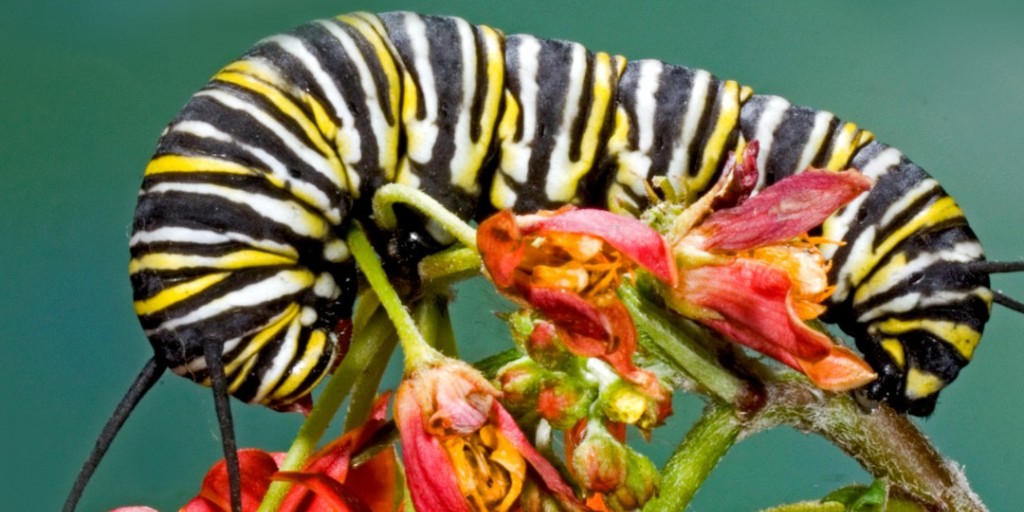 SDNHM's tweet image. Happy #WorldWildlifeDay!  
Without them, there is no us. 🐾  
They are why we come to work every day. 🏛️  
They are what make our planet thrive. 🌎  

At The Nat, we’re #HereForNature every day. Wanna know what we’re doing to protect #wildlife? See below:
ow.ly/B6RQ50N7xxE