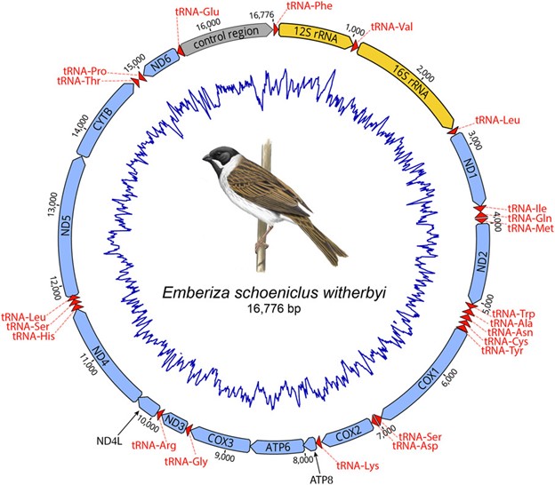 J. of Avian Biology (@avianbiology) on Twitter photo NEW PAPER: Genetic differentiation between two subspecies of Emberiza schoeniclus and open forest bunting's evolution inferred from mitogenomes
Read the article here: doi.org/10.1111/jav.03…
<a href="/NordicOikos/">Nordic Society Oikos</a> <a href="/WileyEcolEvol/">Wiley Ecology & Evolution</a>
#OpenAccess #ornithology #avian #research #ecology #birds NEW PAPER: Genetic differentiation between two subspecies of Emberiza schoeniclus and open forest bunting's evolution inferred from mitogenomes
Read the article here: doi.org/10.1111/jav.03…
<a href="/NordicOikos/">Nordic Society Oikos</a> <a href="/WileyEcolEvol/">Wiley Ecology & Evolution</a>
#OpenAccess #ornithology #avian #research #ecology #birds