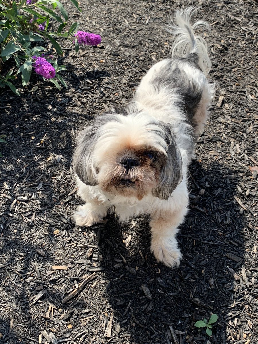 cyndi_bain's tweet photo. @NiallHarbison My one eyed rescued senior - sweetest boy ever ❤️❤️ https://t.co/HbvbikuPC4