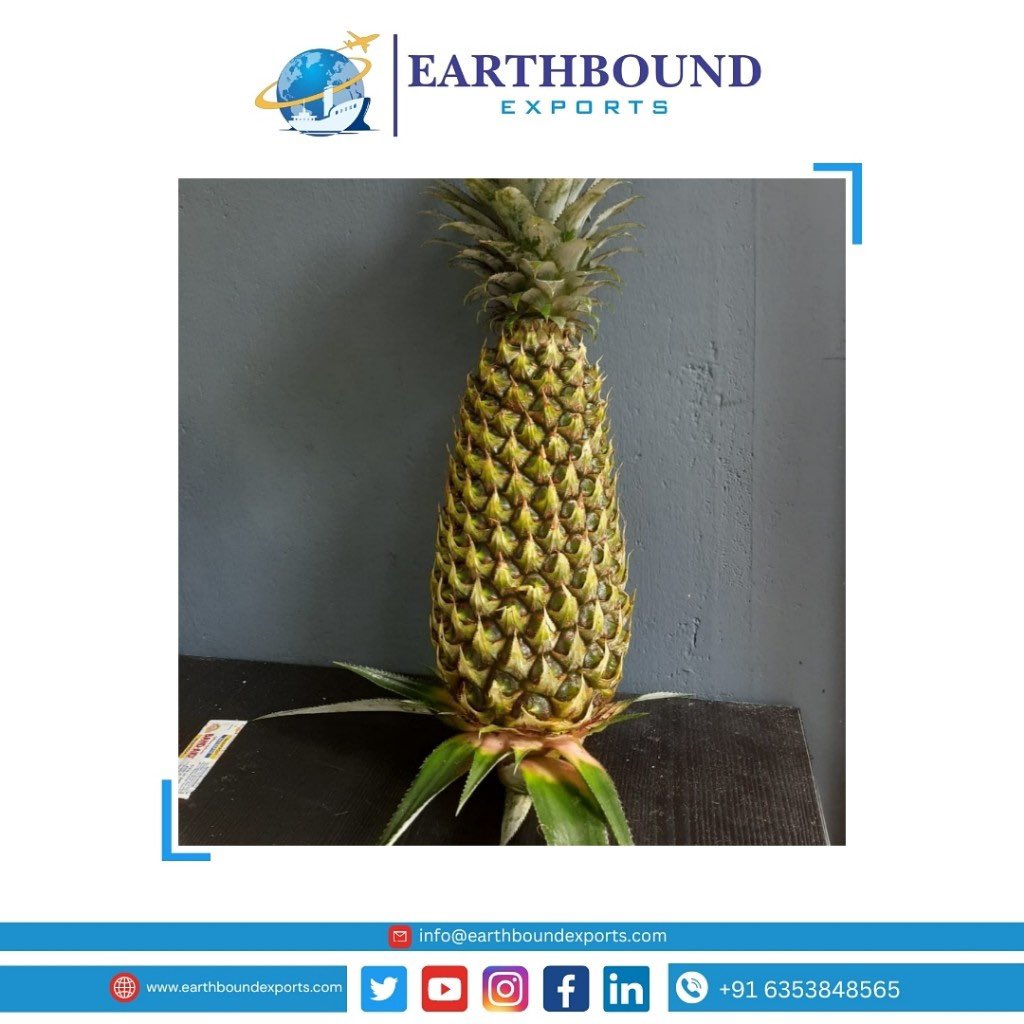 Earthbound_expo's tweet photo. Pineapple ready to export in Qatar 🇶🇦.
.
.
.
Contact us:- ( WhatsApp) +91 6353848565
Email:- info@earthboundexports.com
Google:- https://t.co/Ekg1oFJkGA
Facebook:- EARTHBOUND EXPORTS

#earthboundexports #surat #gujrat #india #exportindia #pineapple #singapore #pineapples https://t.co/b9FFEC7UoO