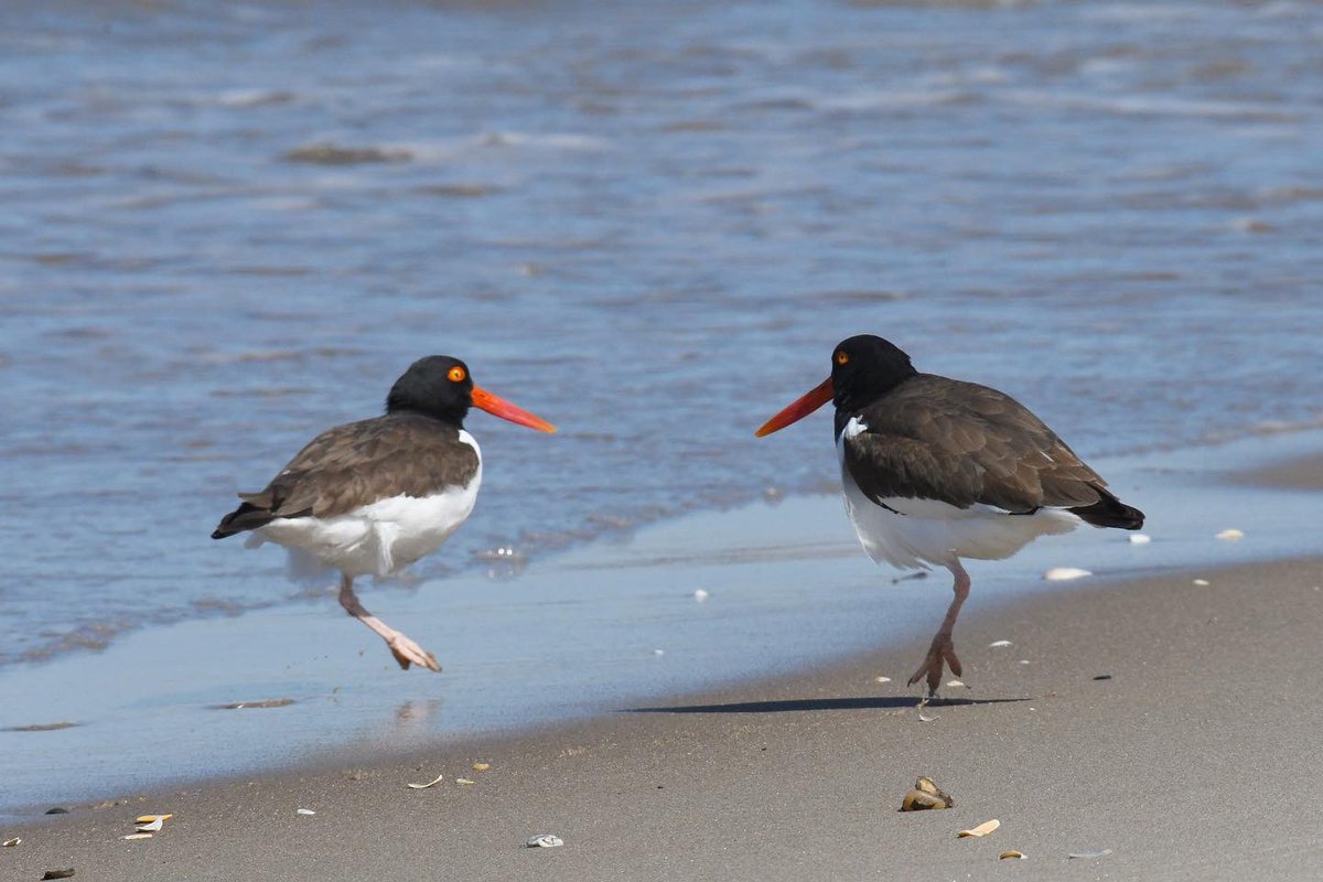 NycPlover's tweet photo. Oystercatchers are NY’ers too. In 2022, more than 20 of their nests were purposely destroyed by vandals &amp; a $5000 federal reward was offered. While @ny1 covered the news, not a word denouncing the act by any elected official or community leader. Let’s do better in 2023, New York. https://t.co/3N0eTOiNd2