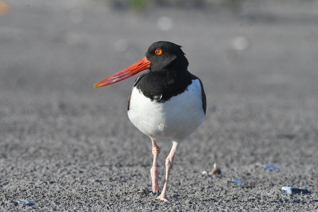 NycPlover's tweet photo. Oystercatchers are NY’ers too. In 2022, more than 20 of their nests were purposely destroyed by vandals &amp; a $5000 federal reward was offered. While @ny1 covered the news, not a word denouncing the act by any elected official or community leader. Let’s do better in 2023, New York. https://t.co/3N0eTOiNd2