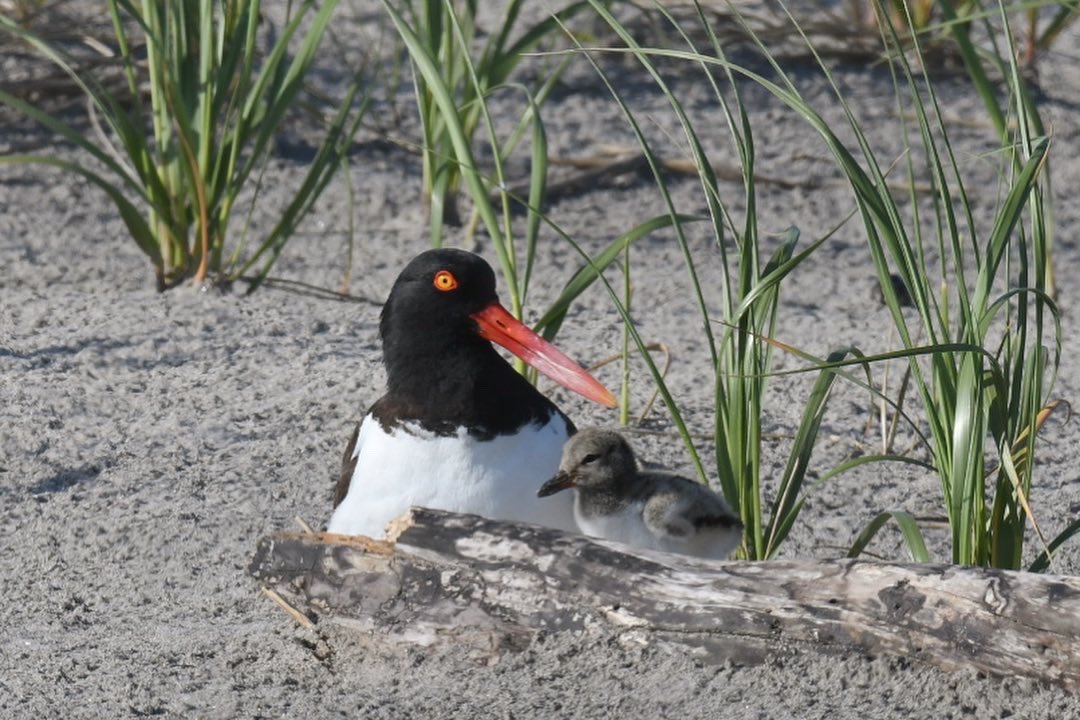 NycPlover's tweet photo. Oystercatchers are NY’ers too. In 2022, more than 20 of their nests were purposely destroyed by vandals &amp; a $5000 federal reward was offered. While @ny1 covered the news, not a word denouncing the act by any elected official or community leader. Let’s do better in 2023, New York. https://t.co/3N0eTOiNd2