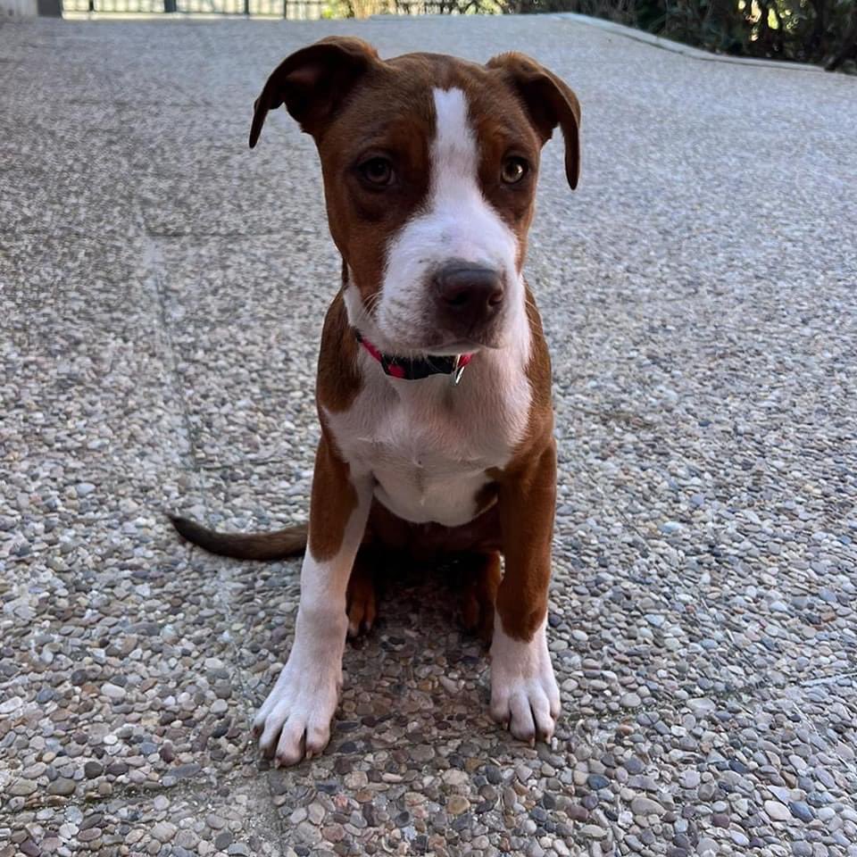 life4pitbulls's tweet photo. Este bombón es 🌊PAYAKAN🌊 es un macho de 4⃣ mesecitos que terminó en la perrera😓 Actualmente está en una casa de acogida, y buscamos adopción para él en Madrid o Barcelona ❗Es un pequeñajo súper cariñoso y juguetón🧡🤗 Para más información escríbenos por mensaje privado! https://t.co/X4i9t2zWUT