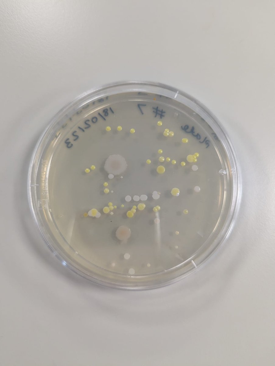 MRCcmm's tweet photo. If you came along to our @SuperbugsExeter event last month, you'll be pleased to know that your swab samples have been incubated and are now ready for the big reveal! We'll release the pictures in the coming weeks. 🤢

#washyourhands
#gross
#STEM 
#scienceeducation 
#AMR https://t.co/EA5fVl7i55