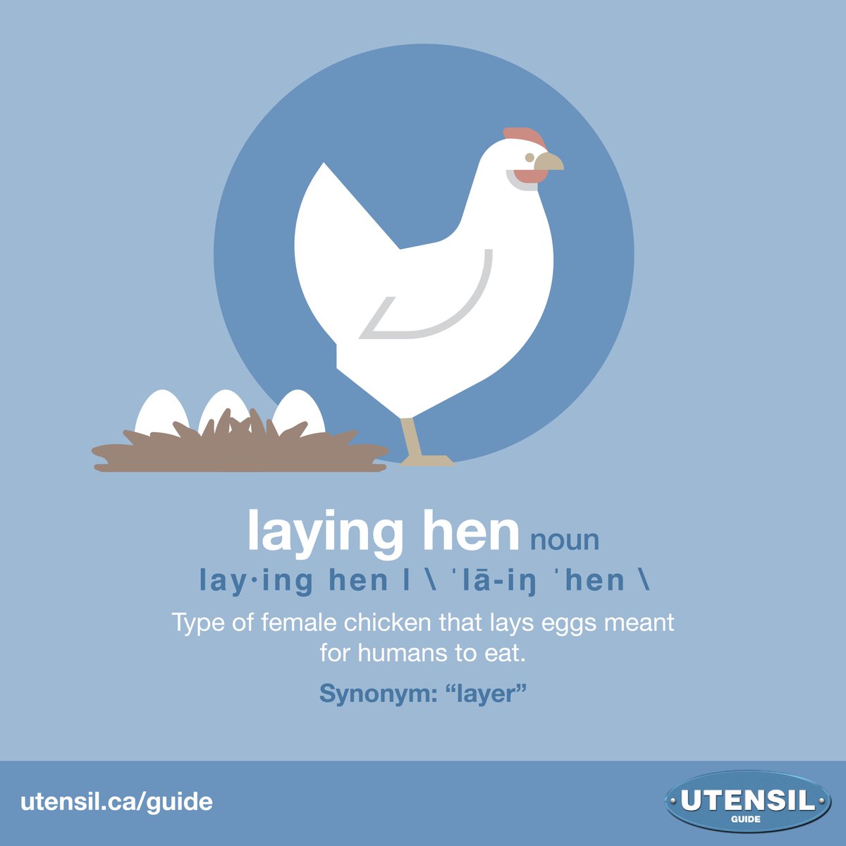 UtensilDotCA's tweet photo. LAYING HEN (noun)
Type of female chicken that lays eggs meant for humans to eat.
Synonym: “layer”
#UtensilGuide #CdnAg #CdnFood
Learn more food & farming terms at:
https://t.co/xwmMQY8MrB https://t.co/cYR5PBl4iI