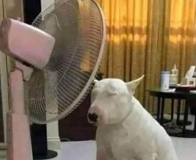 karimedelagala_'s tweet photo. Este capítulo de mi vida se va llamar: "odio el calor con todo mi ser" y pienso quejarme todos los días. https://t.co/Bo6rYvLr8B