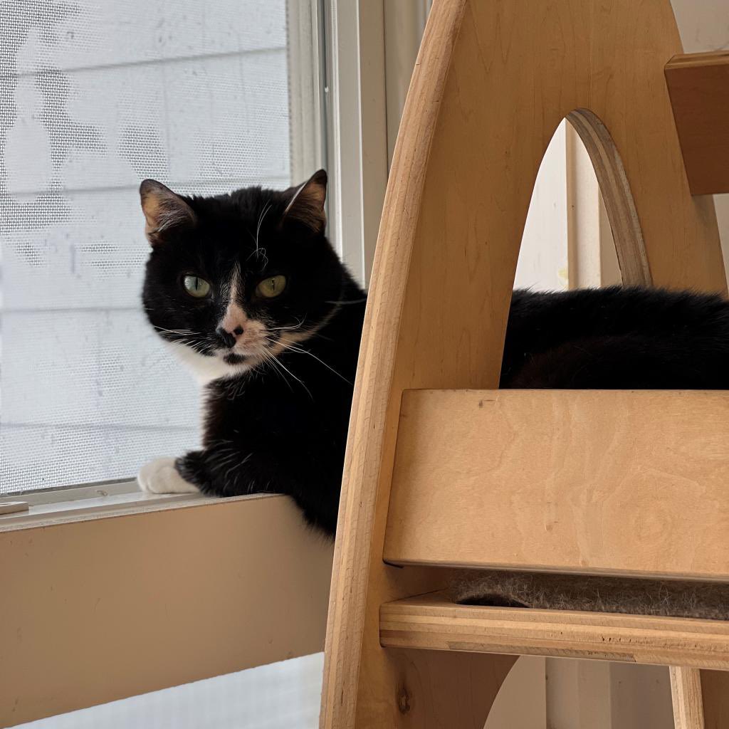 Misty has been at ARF for most of her adult life. Now 11 yrs old, this petite 8 lb beauty is long overdue for a 🏠 Misty is a quiet, but still very active 🐈‍⬛ whose favorite pastime is to be perched up high near a window, overlooking all that surrounds her. &amp; she loves to give 💋