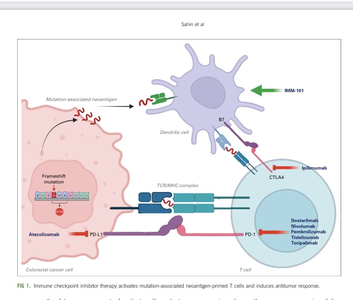 ✳️Our article on neoadjuvant IO for MMR-D/MSI-H colon and rectal cancer is now out ‼️ <a href="/JCOOP_ASCO/">JCO Oncology Practice</a> <a href="/OncoAlert/">OncoAlert</a> <a href="/ASCO/">ASCO</a> 
✳️Happy this came out in #colorectalcancerawareness  month ❗️
👇Here some key points from this article ❗️
bit.ly/3KTQigJ