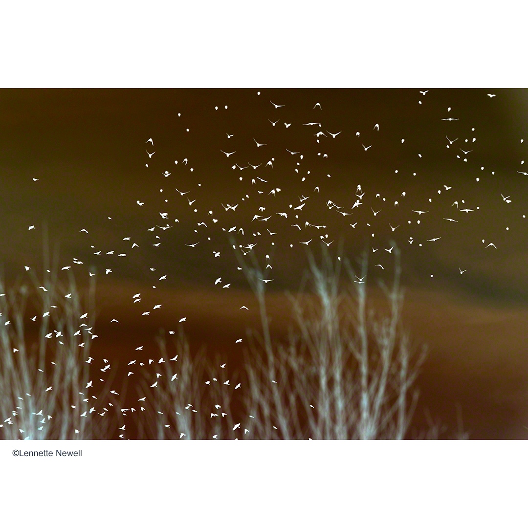 Happy #worldwildlifeday 

"The wildlife and its habitat cannot speak, so we must and we will." - Theodore Roosevelt

Black #Birds in a #flock
I #photographed this murmuration at #BosqueDelApache  @friendsofbosquedelapache @usfws⁠
⁠
#photography
#LennetteNewell
©Lennette Newell