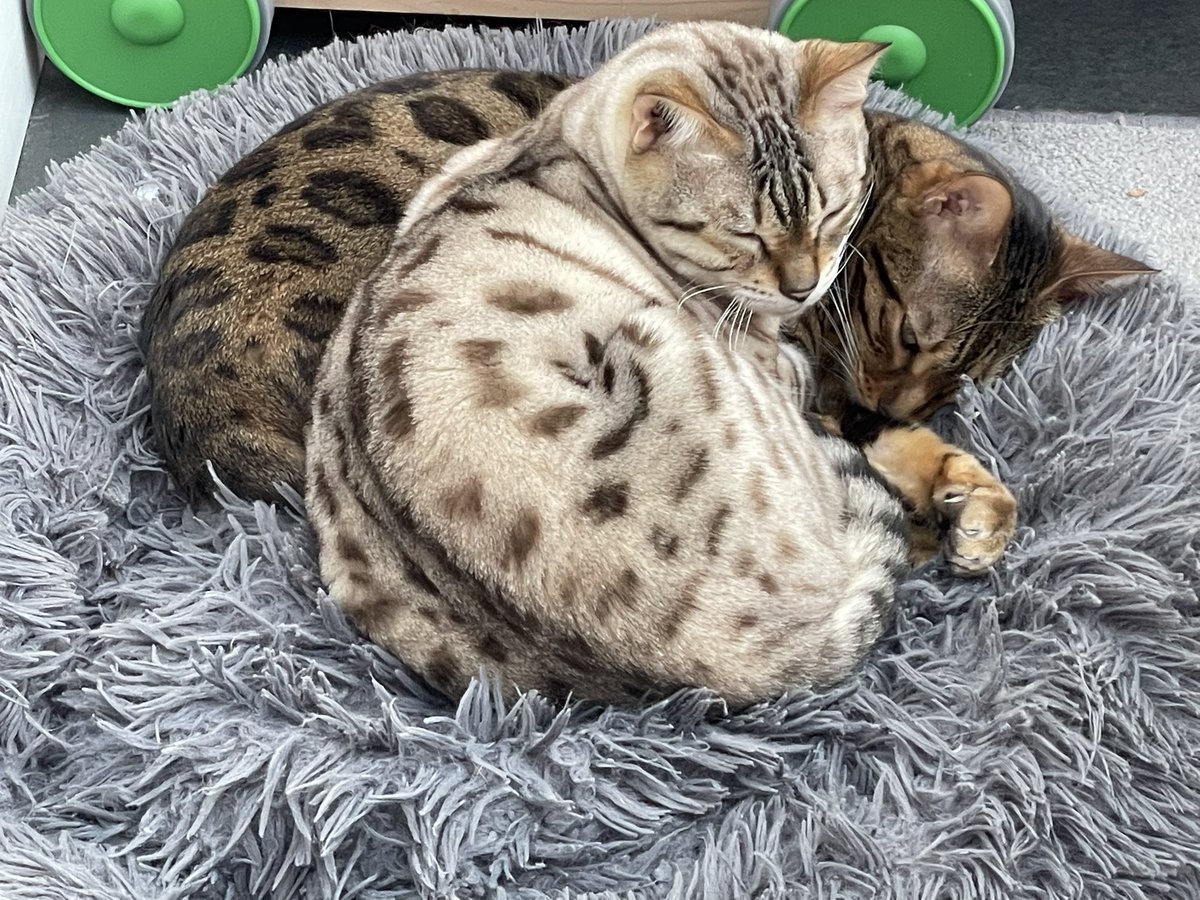 BengalWilma's tweet image. Frank was at the vets .. so Nell squashed Wilma instead!!! 🙀🐾🙀 #BraveMove #WheresFrank #Teambengal #NeedyNell