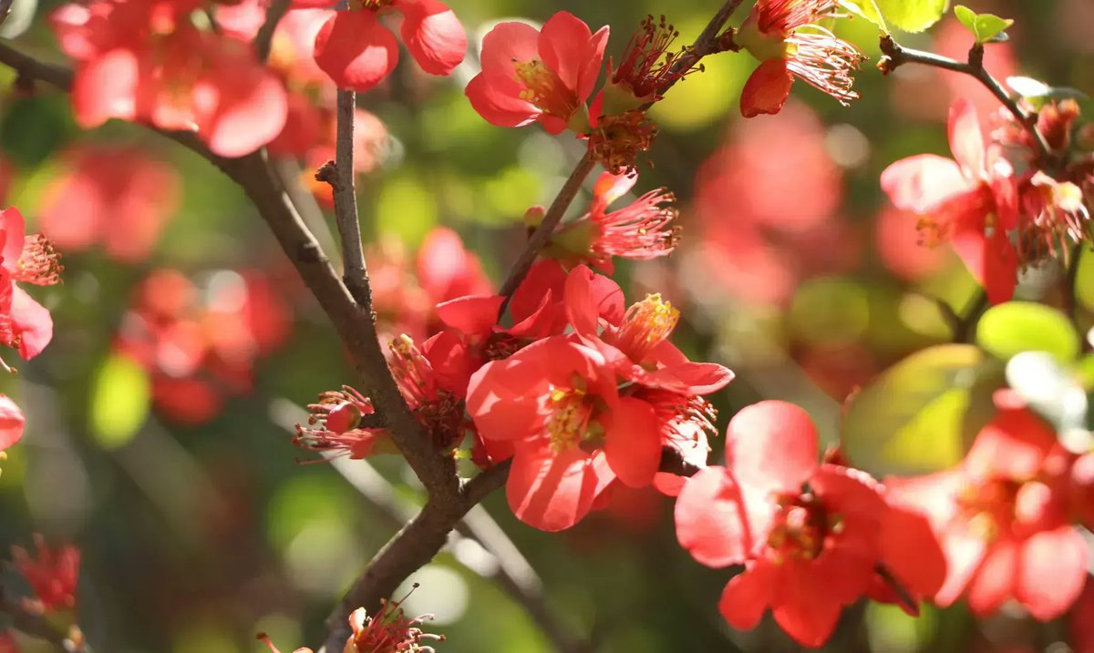 TudorPlace's tweet image. This March, blooms are returning to Tudor Place alongside some of our favorite programs. Learn what’s happening this month on our events calendar: buff.ly/3GjELCT
